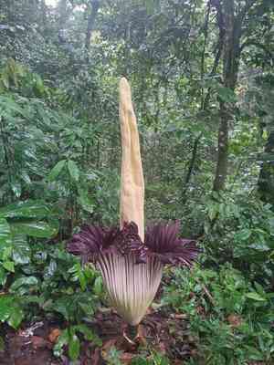 Titan arum(Amorphophallus titanum)