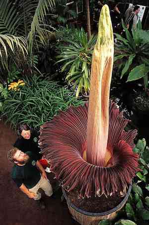 Titan arum(Amorphophallus titanum)