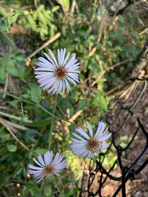 Climbing aster(Ampelaster carolinianus)