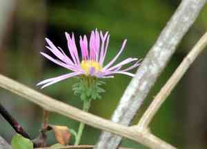 Climbing aster(Ampelaster carolinianus)