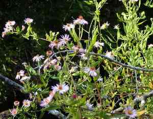 Climbing aster(Ampelaster carolinianus)