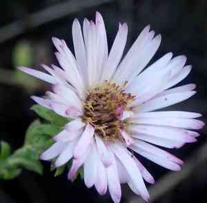 Climbing aster(Ampelaster carolinianus)