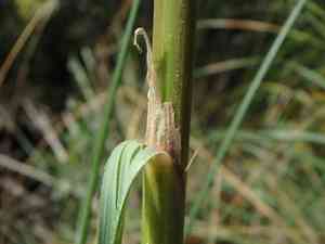 Mauritanian grass(Ampelodesmos mauritanicus)