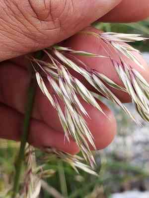 Mauritanian grass(Ampelodesmos mauritanicus)