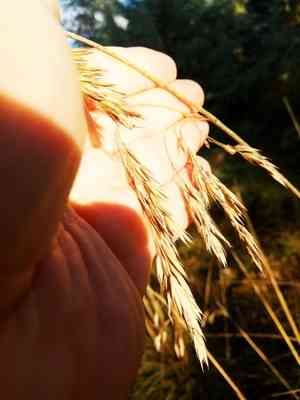 Mauritanian grass(Ampelodesmos mauritanicus)