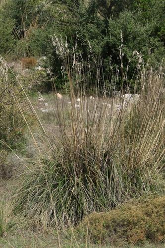 Mauritanian grass (Ampelodesmos mauritanicus) Care Guide: Pests ...