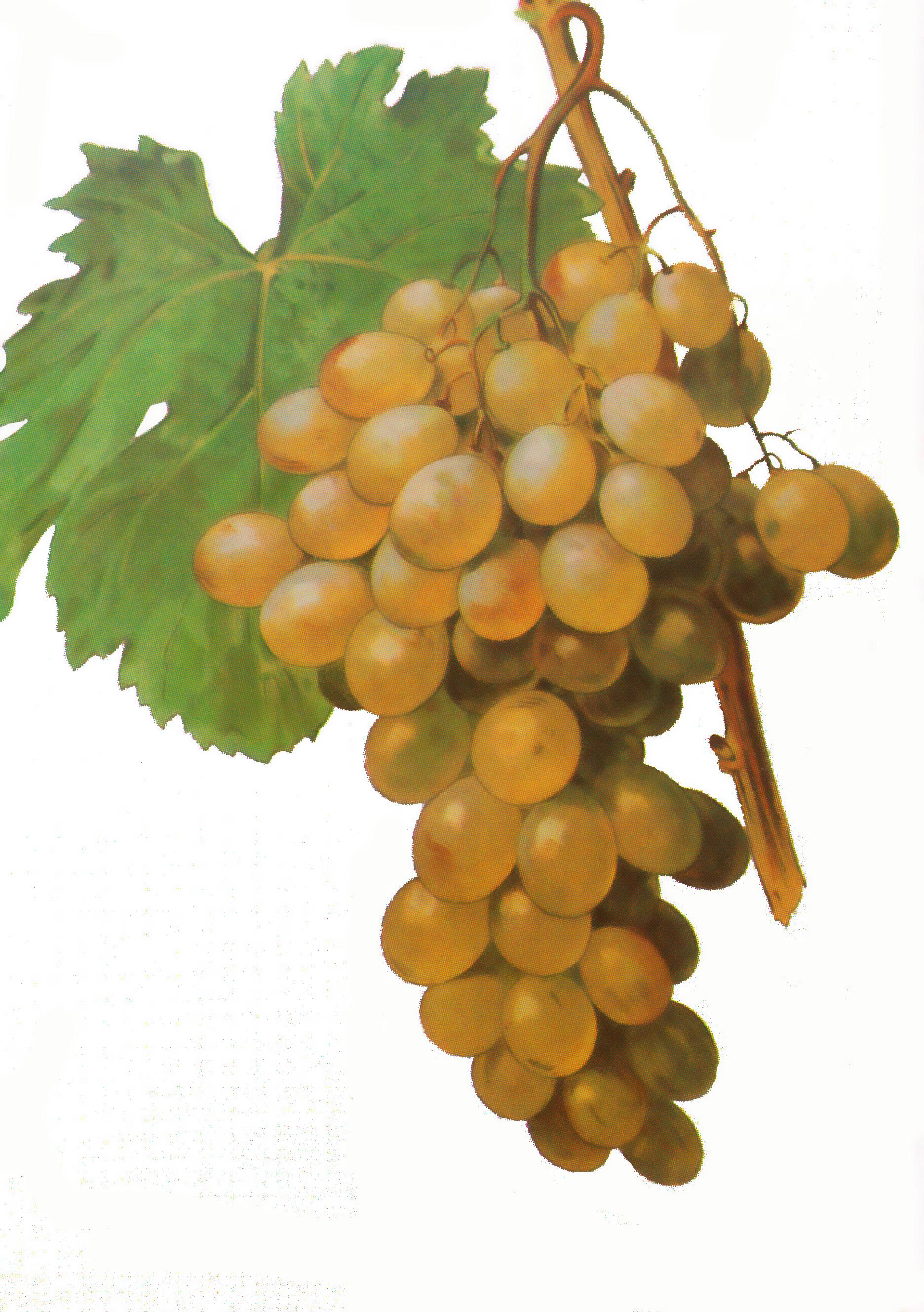 Pepper vine