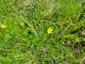 Prairie broomweed(Amphiachyris dracunculoides)