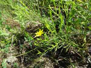 Prairie broomweed(Amphiachyris dracunculoides)
