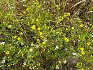 Prairie broomweed(Amphiachyris dracunculoides)