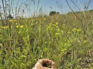 Prairie broomweed(Amphiachyris dracunculoides)