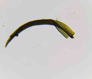 Mougeot's amphidium moss(Amphidium mougeotii)
