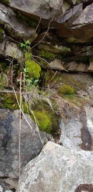 Mougeot's amphidium moss(Amphidium mougeotii)