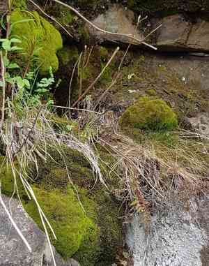 Mougeot's amphidium moss(Amphidium mougeotii)