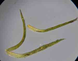 Mougeot's amphidium moss(Amphidium mougeotii)
