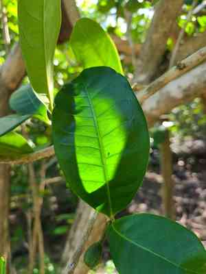 Black calabash(Amphitecna latifolia)