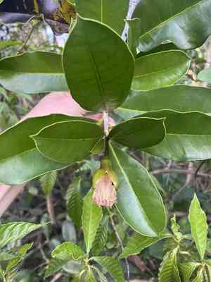 Black calabash(Amphitecna latifolia)