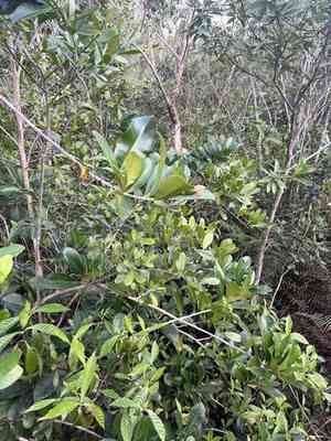 Black calabash(Amphitecna latifolia)