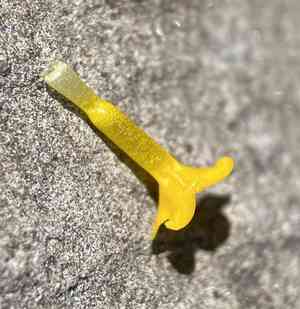 Tarweed fiddleneck(Amsinckia lycopsoides)