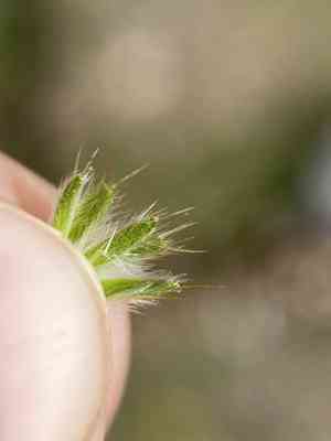 Tarweed fiddleneck(Amsinckia lycopsoides)