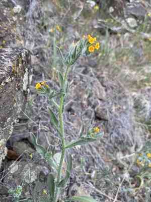 Tarweed fiddleneck(Amsinckia lycopsoides)