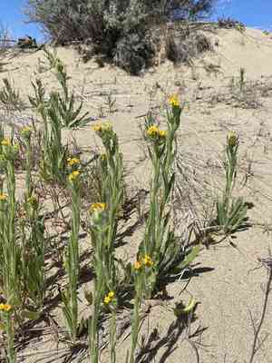 Tarweed fiddleneck(Amsinckia lycopsoides)