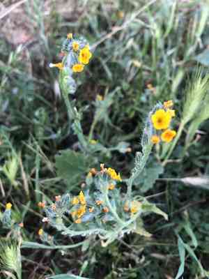 Menzies fiddleneck(Amsinckia menziesii)