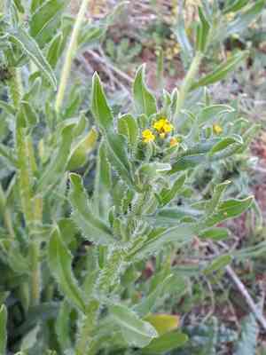 Menzies fiddleneck(Amsinckia menziesii)