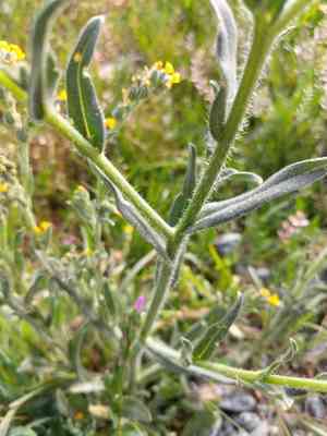 Menzies fiddleneck(Amsinckia menziesii)