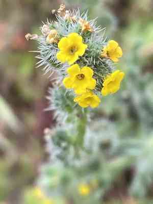 Menzies fiddleneck(Amsinckia menziesii)