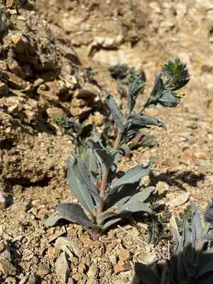 Green fiddleneck(Amsinckia vernicosa)