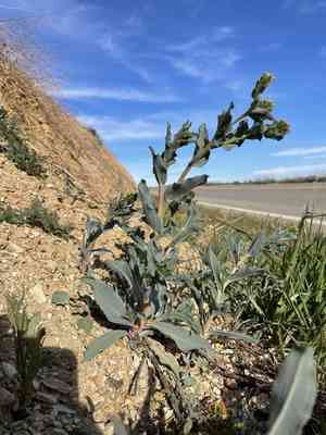 Green fiddleneck(Amsinckia vernicosa)