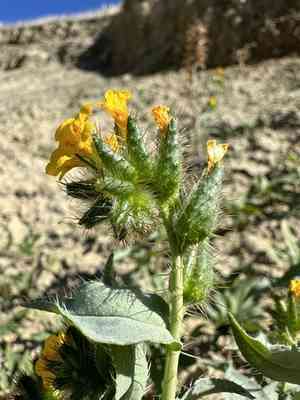Green fiddleneck(Amsinckia vernicosa)