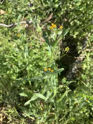 Fiddlenecks (Amsinckia)(Amsinckia)