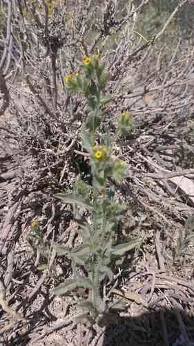 Fiddlenecks (Amsinckia)(Amsinckia)