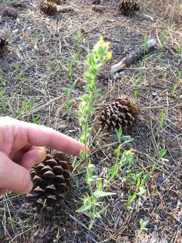 Fiddlenecks (Amsinckia)(Amsinckia)