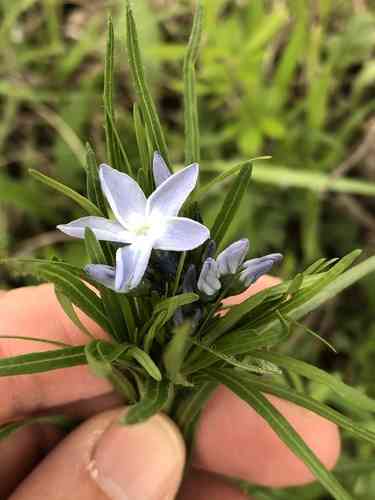Fringed Bluestar(Amsonia ciliata)