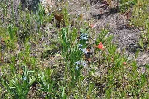 Fringed Bluestar(Amsonia ciliata)