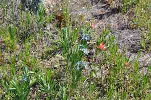 Fringed Bluestar(Amsonia ciliata)