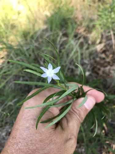 Fringed Bluestar(Amsonia ciliata)