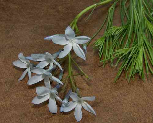 Fringed Bluestar(Amsonia ciliata)