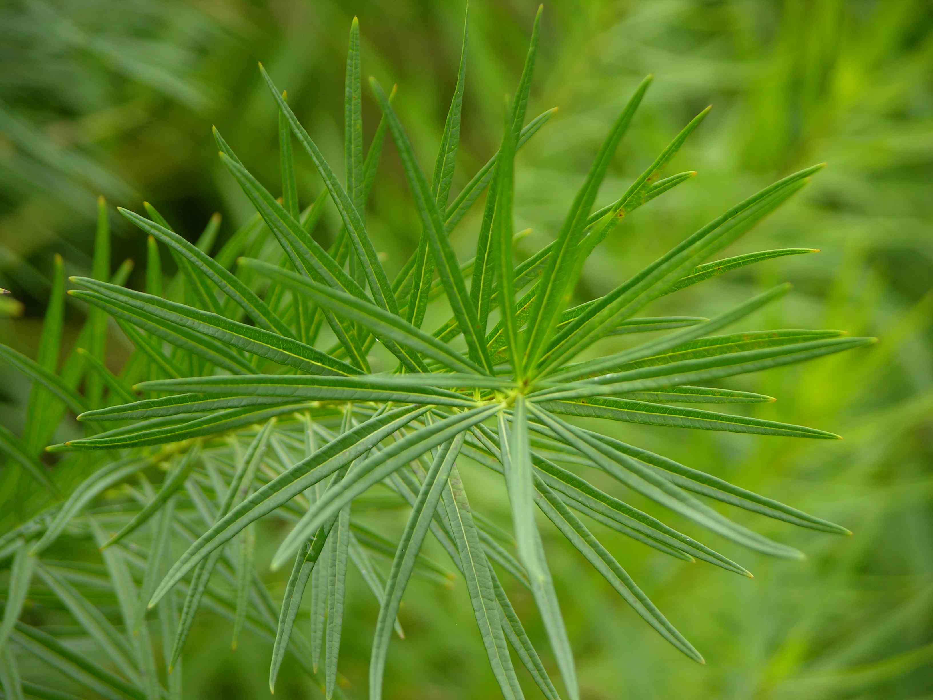 Threadleaf bluestar(Amsonia hubrichtii)