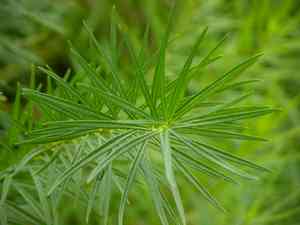 Threadleaf bluestar(Amsonia hubrichtii)