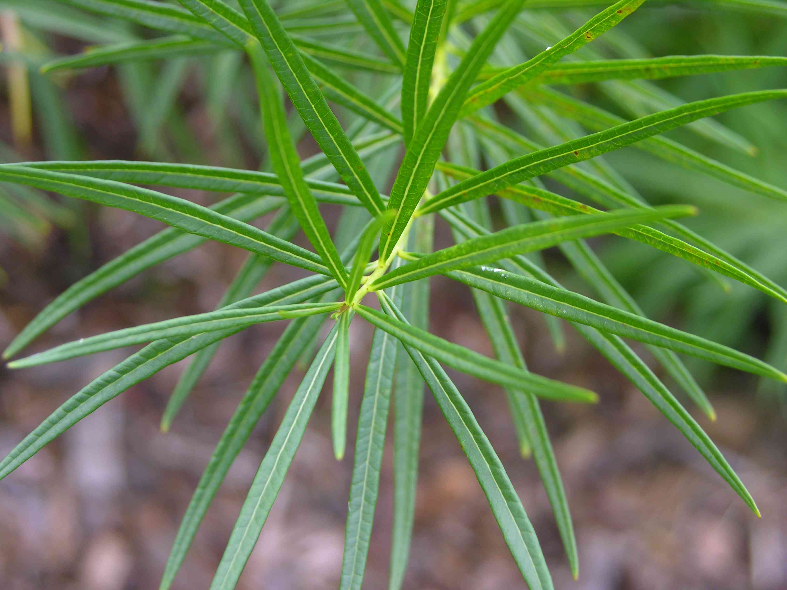 Threadleaf bluestar(Amsonia hubrichtii)