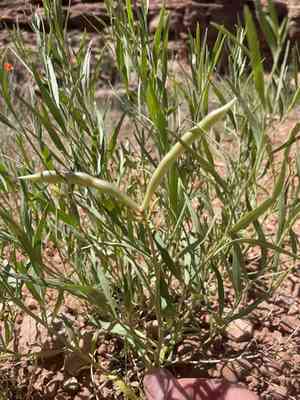 Woolly bluestar(Amsonia tomentosa)