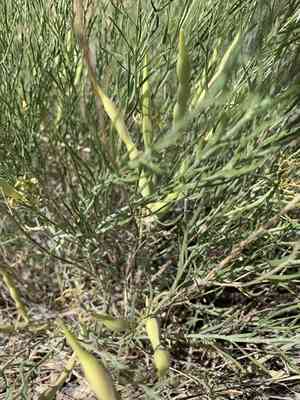 Woolly bluestar(Amsonia tomentosa)