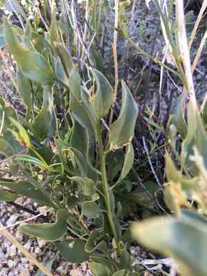 Woolly bluestar(Amsonia tomentosa)
