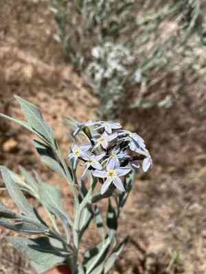 Woolly bluestar(Amsonia tomentosa)