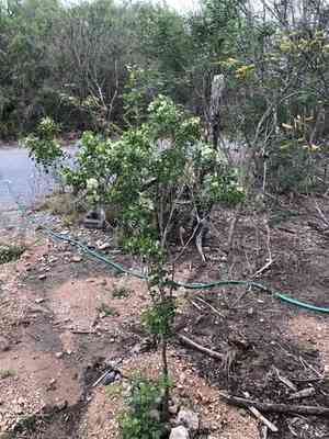 Mountain torchwood(Amyris madrensis)