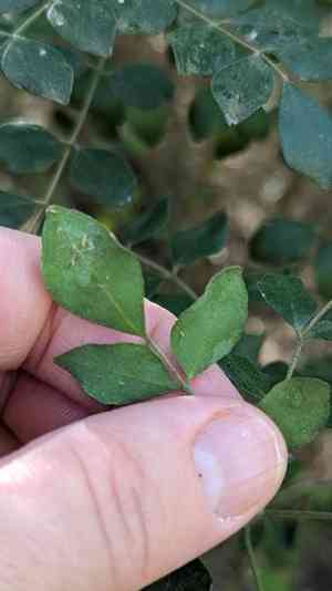 Mountain torchwood(Amyris madrensis)